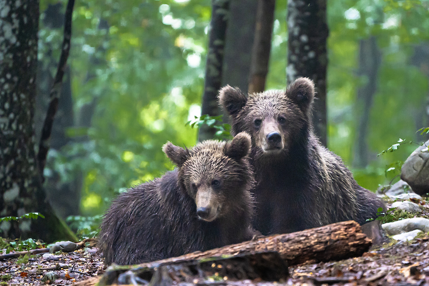 Fotografare Orsi: Un Approccio Etico e Sostenibile