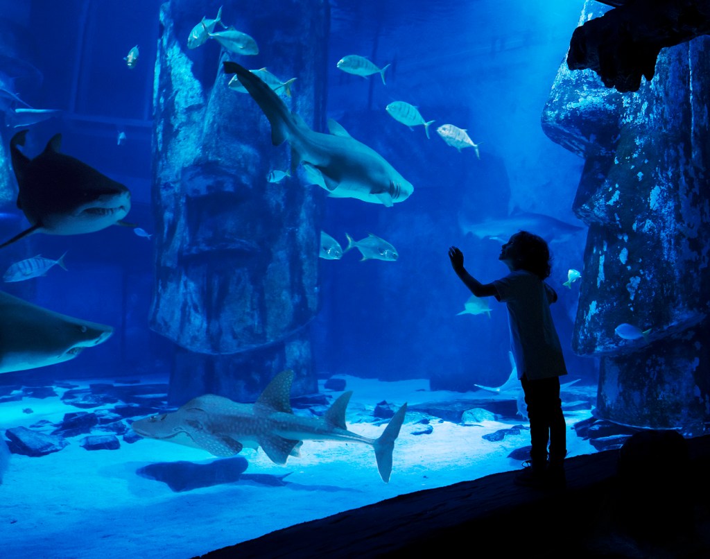 Addio Cer-. Considerazione sull’istinto animale