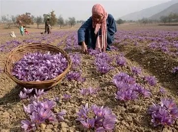 Donne afgane: dal fiore di Herat rinasce la&nbsp;speranza